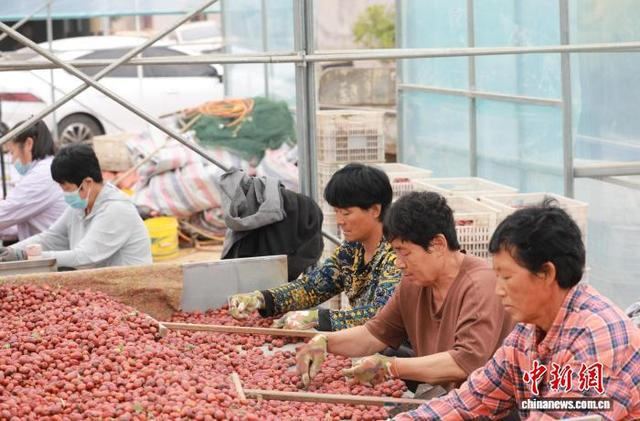 图为10月12日，沧县金丝小枣主产区农民正在粗筛小枣。 田博 摄