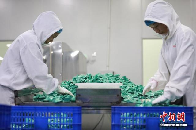 图为10月12日，沧县崔尔庄镇一家枣加工企业的工人们正在打包枣制品。 田博 摄