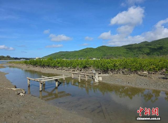 图为位于三亚的一片人工种植的红树林。记者 王晓斌 摄