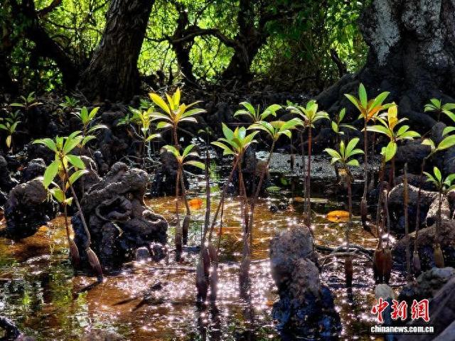 图为位于三亚的红树林林中景象。记者 王晓斌 摄