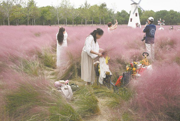             顾村公园粉黛乱子草景区，拍照的游客把草丛踩踏得一地狼藉          