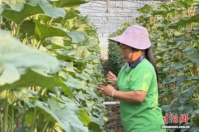 江西省赣州市于都县梓山镇潭头村富硒蔬菜基地，村民忙着采摘蔬菜。吴鹏泉 摄 