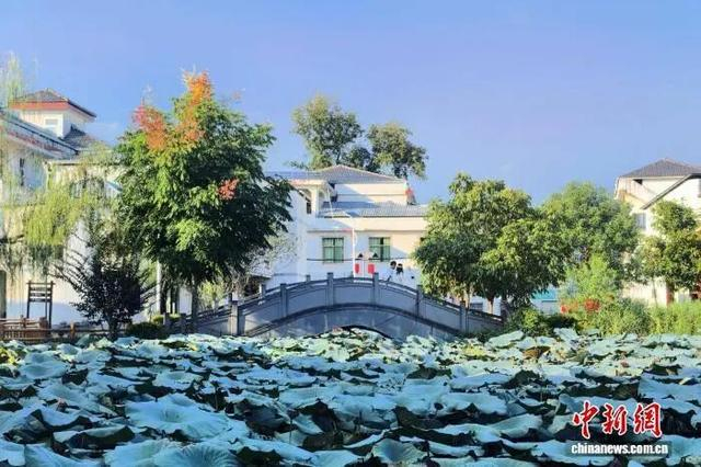 9月8日，江西省赣州市于都县梓山镇潭头村，白墙黛瓦的民居错落有致，荷塘碧波荡漾。吴鹏泉 摄 