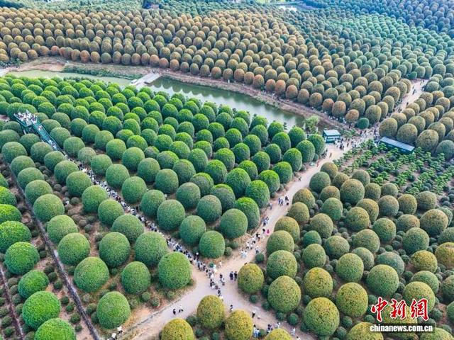 俯瞰桂博园。温称福 摄