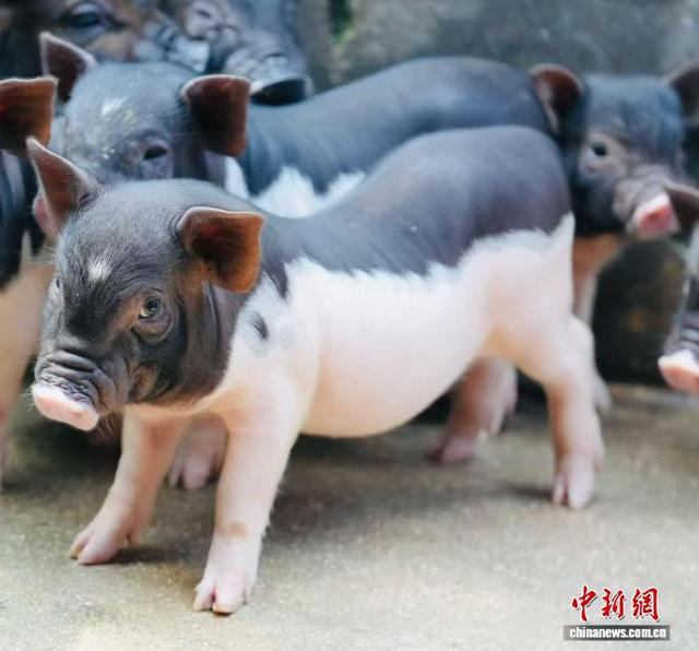 6月30日，屯昌县坡心镇新坡村养殖的屯昌猪。林小丹 摄
