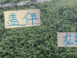申花伤病名单就差1米95盖伊！