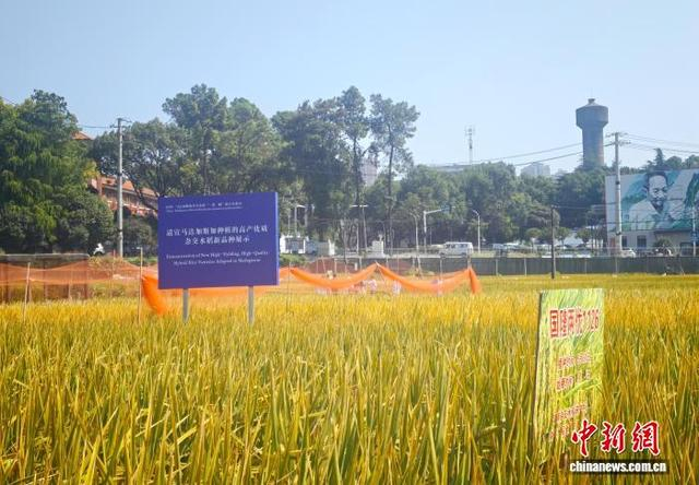 近日，湖南长沙，田间种植的高产优质杂交水稻新品种。 中新社记者 唐小晴 摄