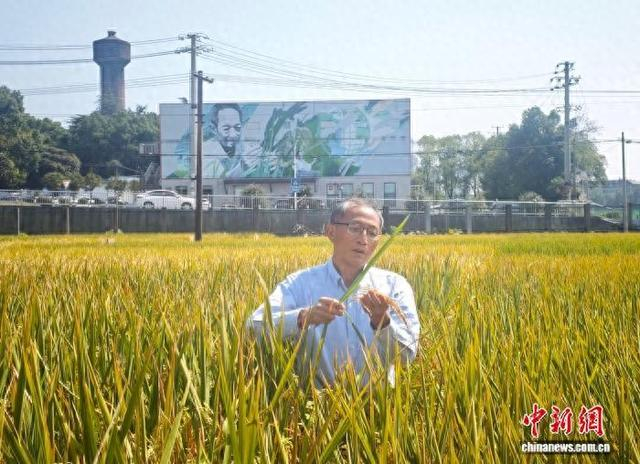 近日，湖南长沙，湖南杂交水稻研究中心袁隆平杂交水稻创新团队带头人邓华凤在田间查看水稻生产情况。 中新社记者 唐小晴 摄