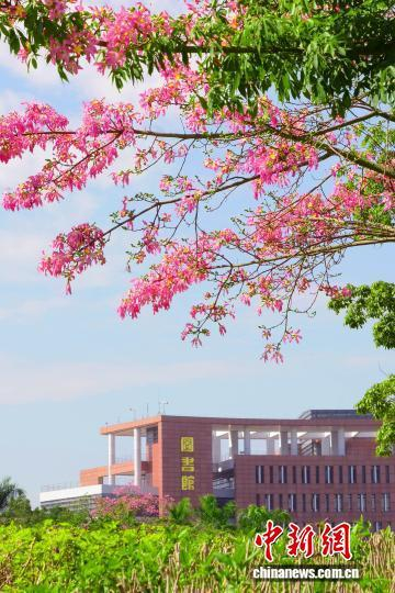 异木棉下的华南理工大学大学城校区图书馆。覃新佩 摄