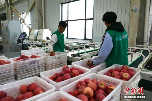 10月15日，陕西延安，员工在洛川的一处苹果产业园内分拣苹果。中新社记者 张远 摄 