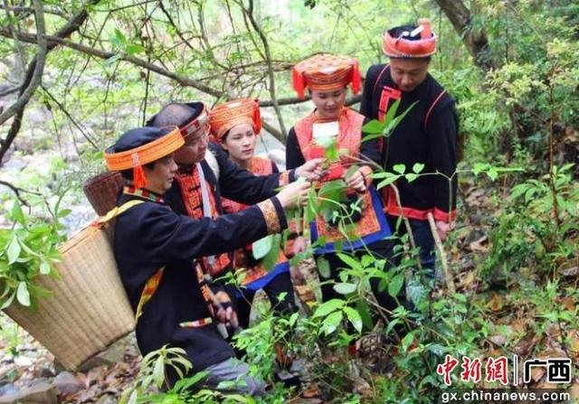 图为瑶族同胞正在采草药。金秀融媒体中心供图