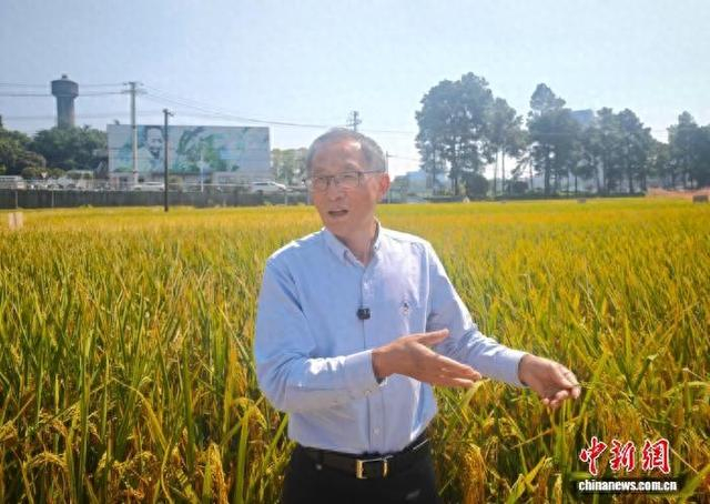 近日，湖南长沙，湖南杂交水稻研究中心袁隆平杂交水稻创新团队带头人邓华凤在田间介绍杂交水稻制种情况。 中新社记者 唐小晴 摄