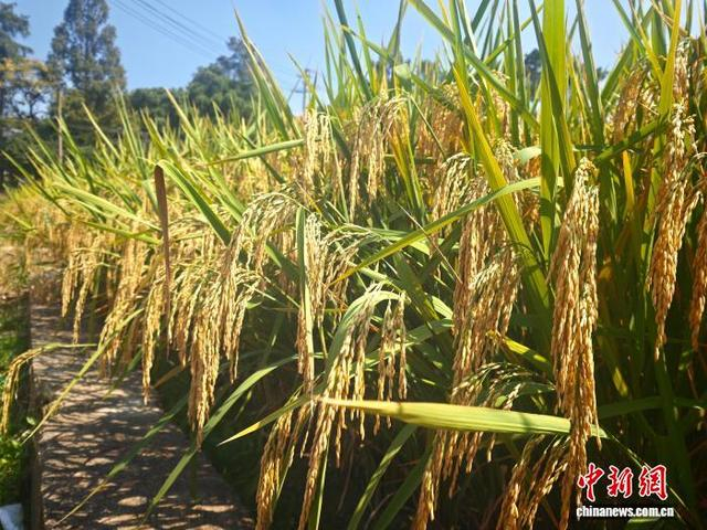 近日，湖南长沙，田间种植的高产优质杂交水稻新品种结实率高。 中新社记者 唐小晴 摄