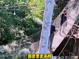 雨林树屋体验感直接拉满，代价就是和树蛙全程极限拉扯，又怕又想笑