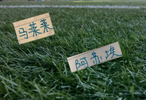 中超第28轮 ！申花阿苏埃 海港蒋光太 大连英博马莱莱 能出场吗