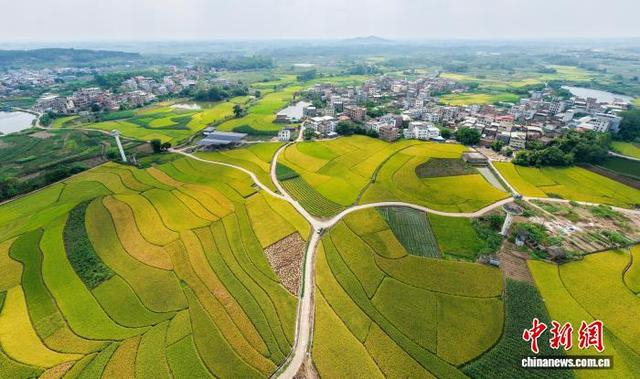 图为航拍稻田连绵铺展，与民居、道路、青山相融。方永涛 摄