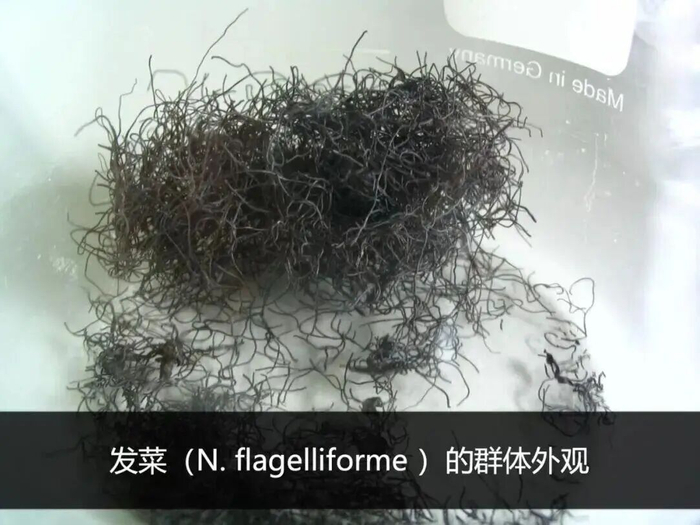 图片来源：@顾有容