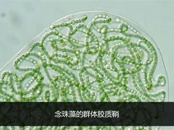图片来源：@顾有容