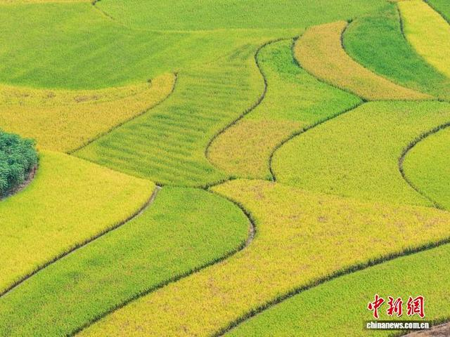 图为成熟的稻田连绵铺展，如同彩色拼盘。方永涛 摄