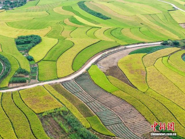 图为成熟的稻田连绵铺展，如同彩色拼盘。方永涛 摄