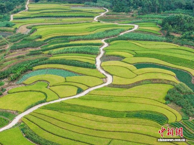图为成熟的稻田连绵铺展，如同彩色拼盘。方永涛 摄