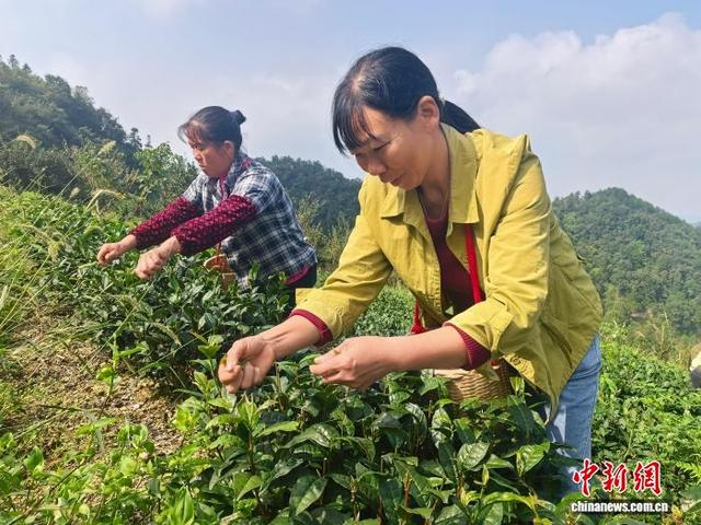 图为新华村的村民在采摘苔茶。郭娇 摄