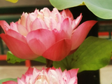 荷花20