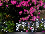伴郝熠然歌声赏繁花与飞鸟同框