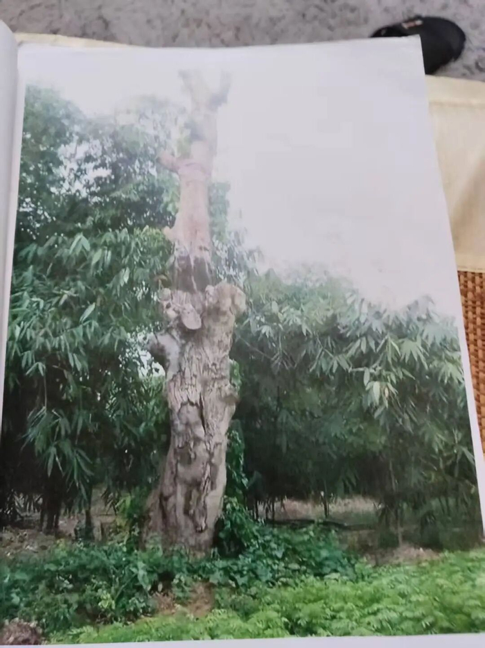 涉案重阳树种植在白沙苗圃时候的样子。受访者供图