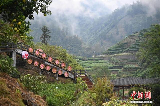 雨后初霁，走进湖南湘西保靖县黄金村，山间茶树郁郁葱葱。当地所产黄金茶有“一两黄金一两茶”之美誉。 中新网记者 徐雪莹 摄