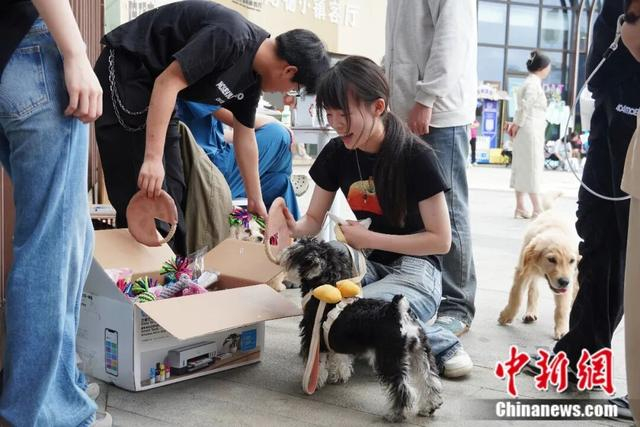 宠物狗和平阳生产的宠物用品同框。平阳县委宣传部供图