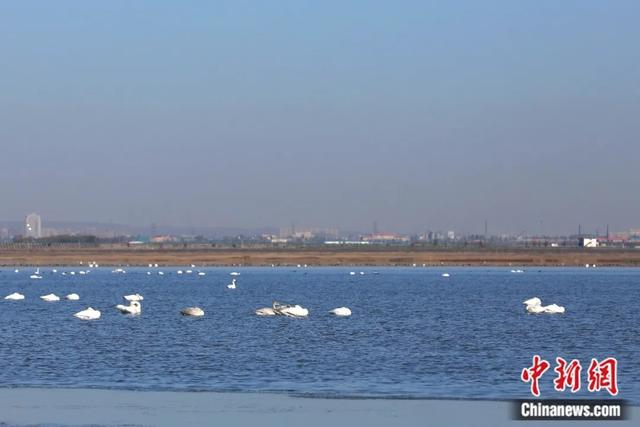 图为在黄旗海湿地栖息的候鸟。冀梦 摄
