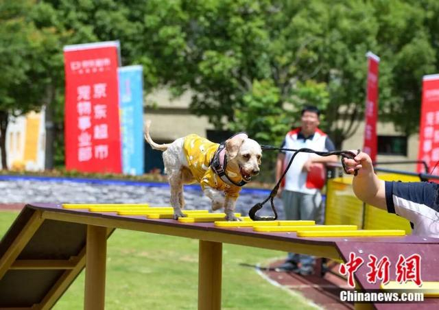 宠物狗参加平阳举办的特色宠友品牌活动。平阳县委宣传部供图
