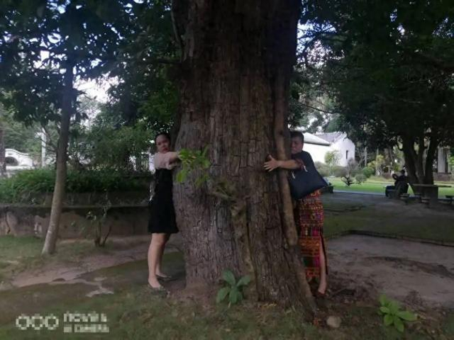 白沙县林业局回复古树被赠予中和镇政府。受访者供图