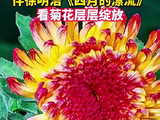 伴徐明浩四月的漂流看菊花层层绽放