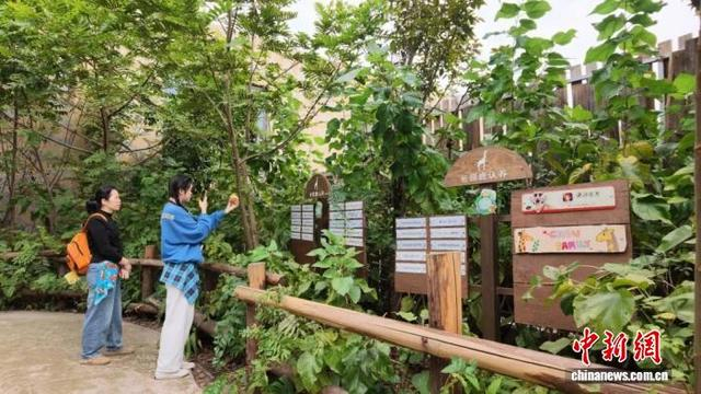 长颈鹿认养墙上，挂满认养牌。张传明 摄