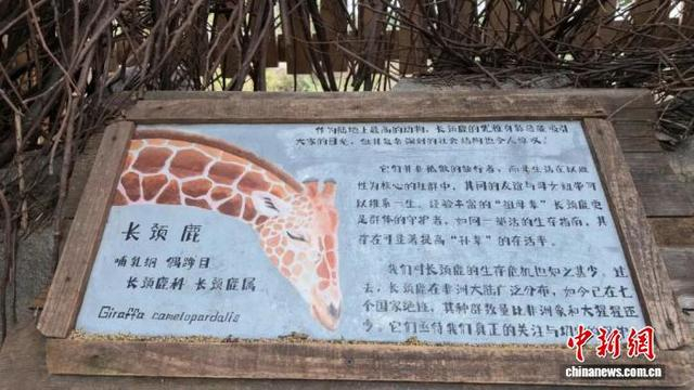 展区手绘科普木牌。张传明 摄