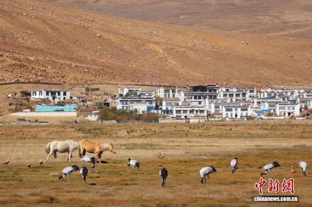 图为村庄附近，黑颈鹤在觅食。李昊峰 摄