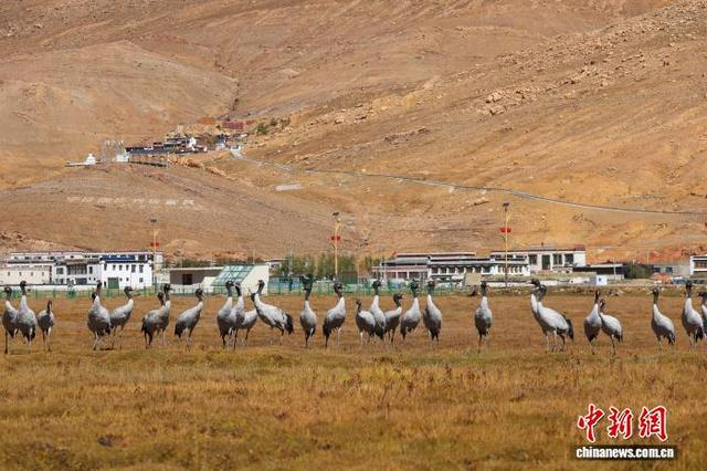 图为成群的黑颈鹤。 德吉央宗 摄