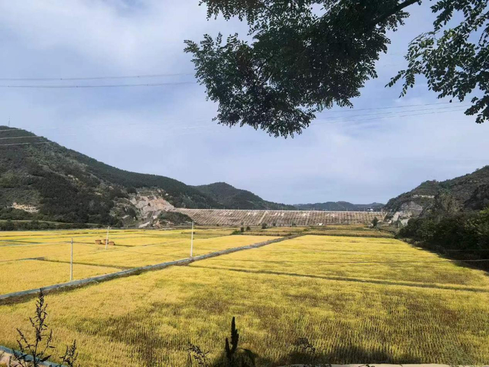 （图为五里桥村成片的水稻种植地。夏治斌/摄影）