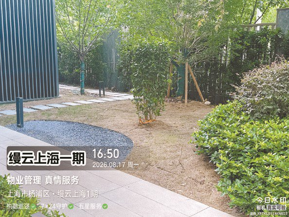             8月中旬正值盛夏，小区内公共草坪多处枯黄、“斑秃” 受访者供图          