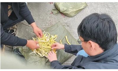10月12日，四川马边县某竹笋收购商向记者展示使用硫磺熏制过的鲜笋。 图片来源：人民日报（