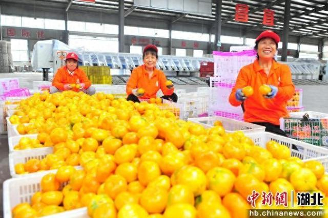 宜昌市夷陵区星翔农产品专业合作社联合社社员在包装“夷陵红”柑橘。张国荣 摄