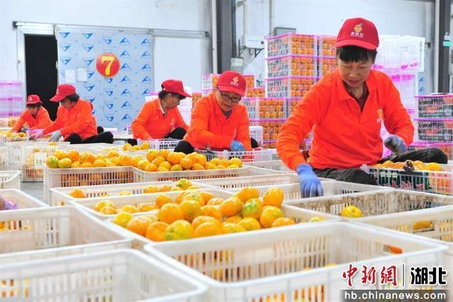宜昌市夷陵区星翔农产品专业合作社联合社社员在包装“夷陵红”柑橘。张国荣 摄