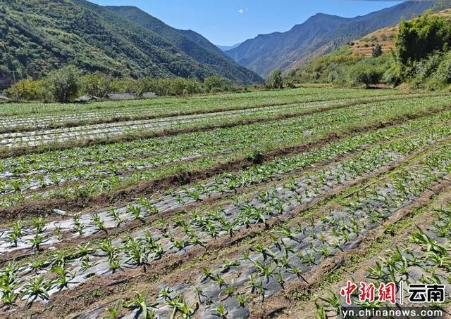 山间贡菜，长势喜人 李国发 摄