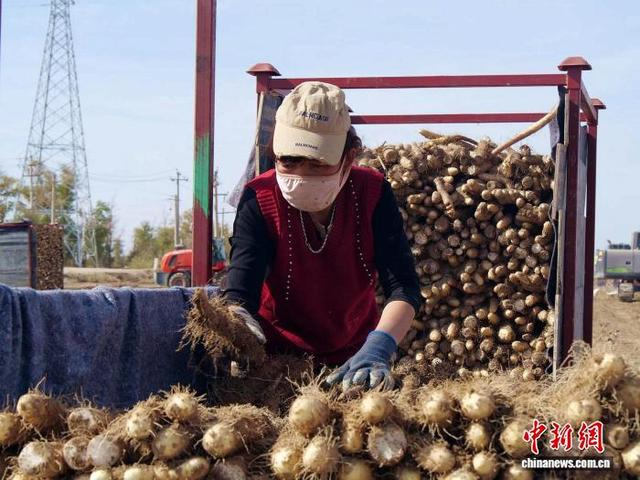 近年来，山药助力新疆兵团职工多元增收。韩冰洁 摄