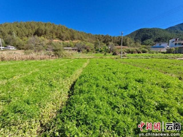 山地农田绿肥长势良好 邱香 摄