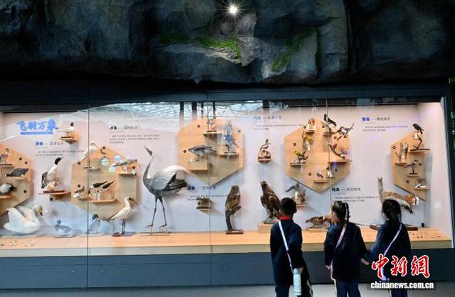 图为游客参观禽类标本。中新社记者 张瑶 摄