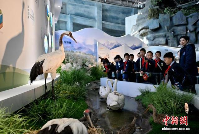10月22日，吉林长春，吉林省自然博物馆《万物并作 五色吉林》基本陈列展正式开展。中新社记者 张瑶 摄
