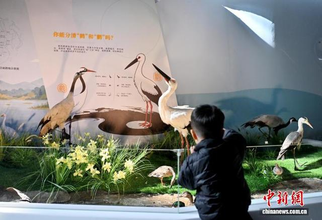 图为游客参观鹤（左）和鹳（左二）标本。中新社记者 张瑶 摄